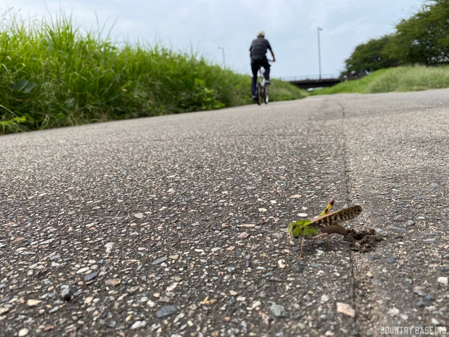 やさしい花、といえば？ COUNTRY BASE